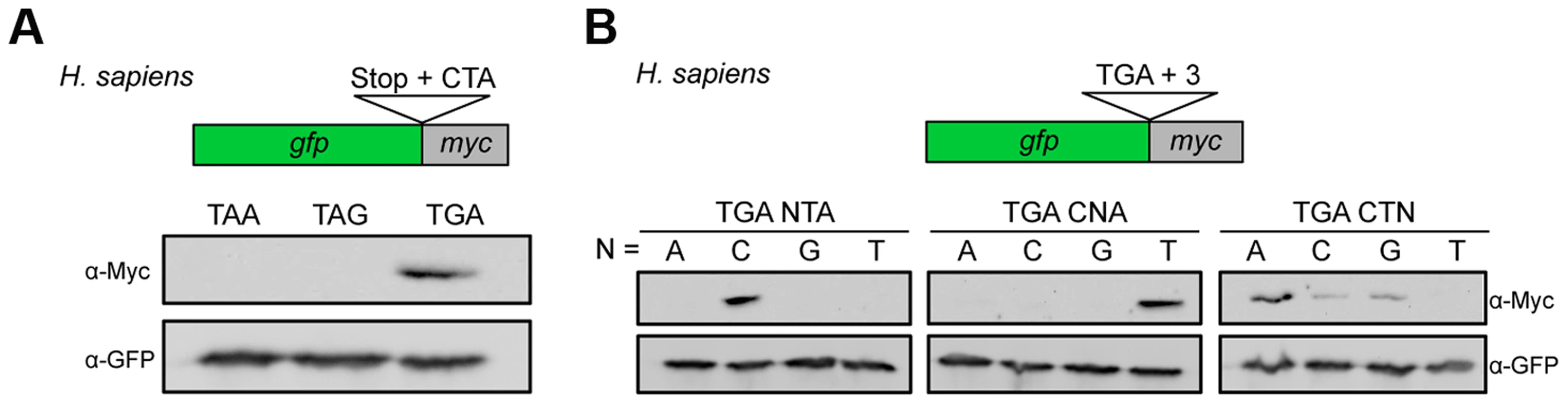 Characterization of sequence requirements for translational readthrough in human cells.