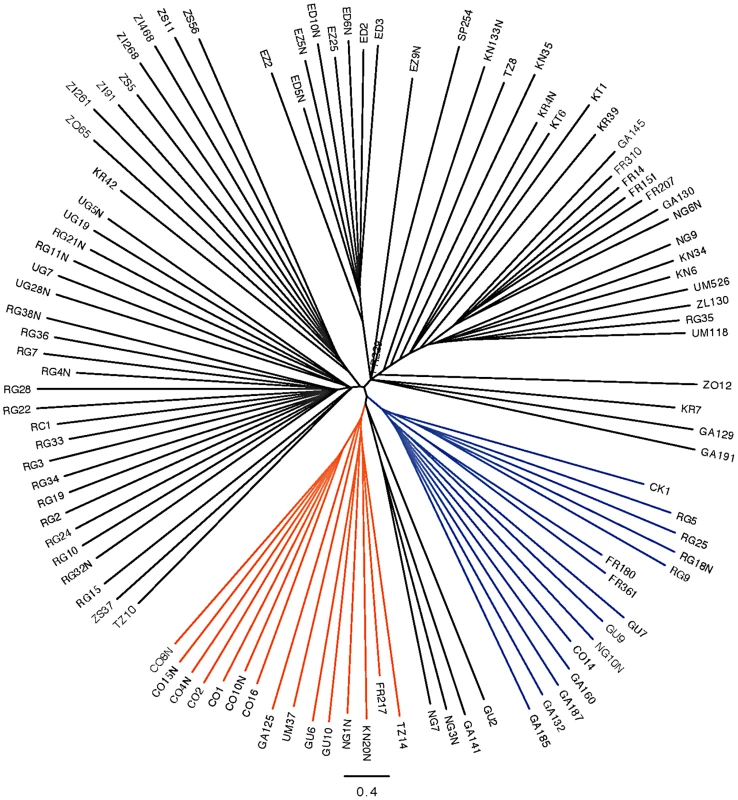 Neighbor joining tree of all “primary core” samples using only chromosome arm 3R.