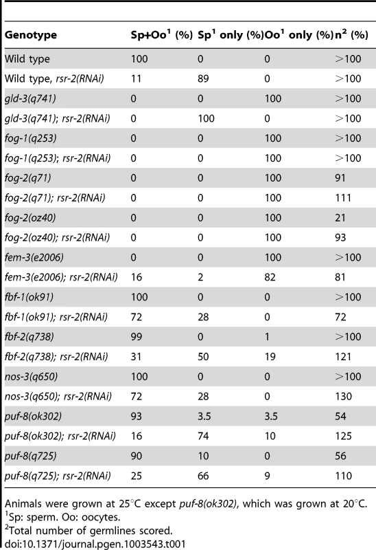 Genetic epistasis analysis of <i>rsr-2</i> in the germline sex determination pathway.