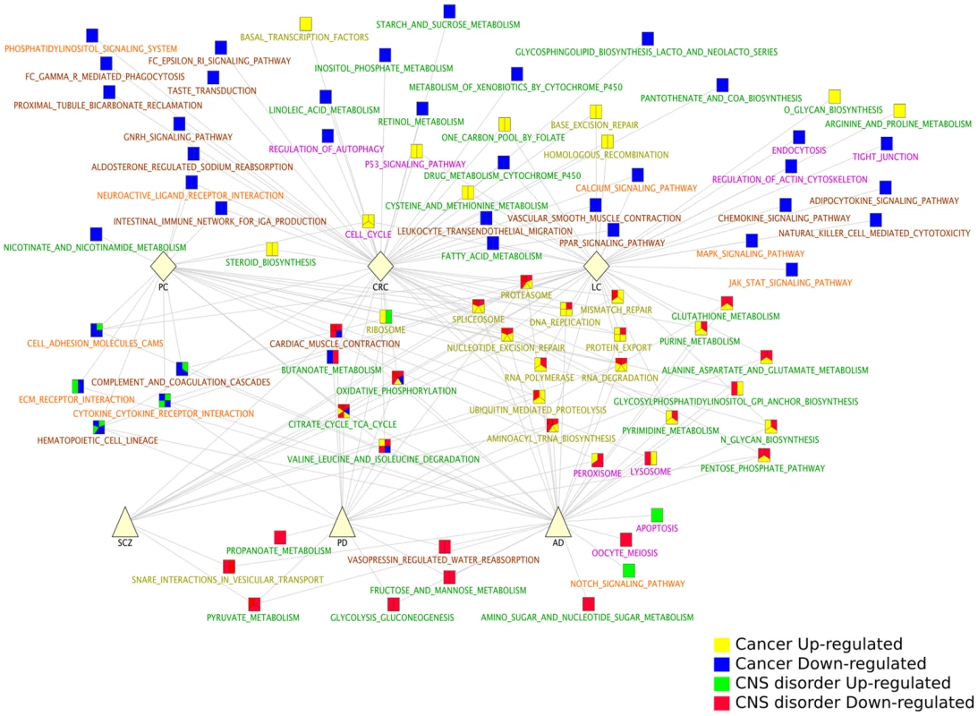 KEGG pathways significantly deregulated in Central Nervous System (CNS) disorders and Cancer types.
