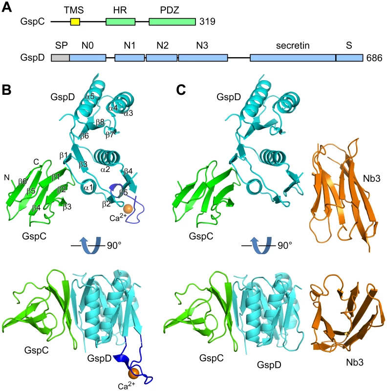 Structures of complexes of ETEC GspC<sup>HR</sup> and GspD domains.