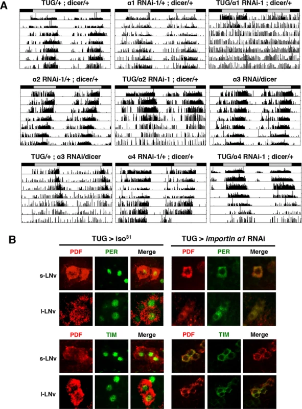 Downregulation of IMPα1 in clock neurons disrupts rest:activity rhythms and nuclear translocation of clock proteins, PER and TIM.