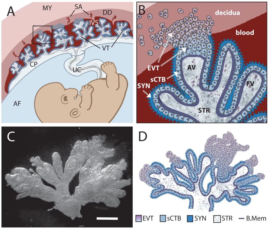 Comparison of in vivo placental structure to placenta explant model.