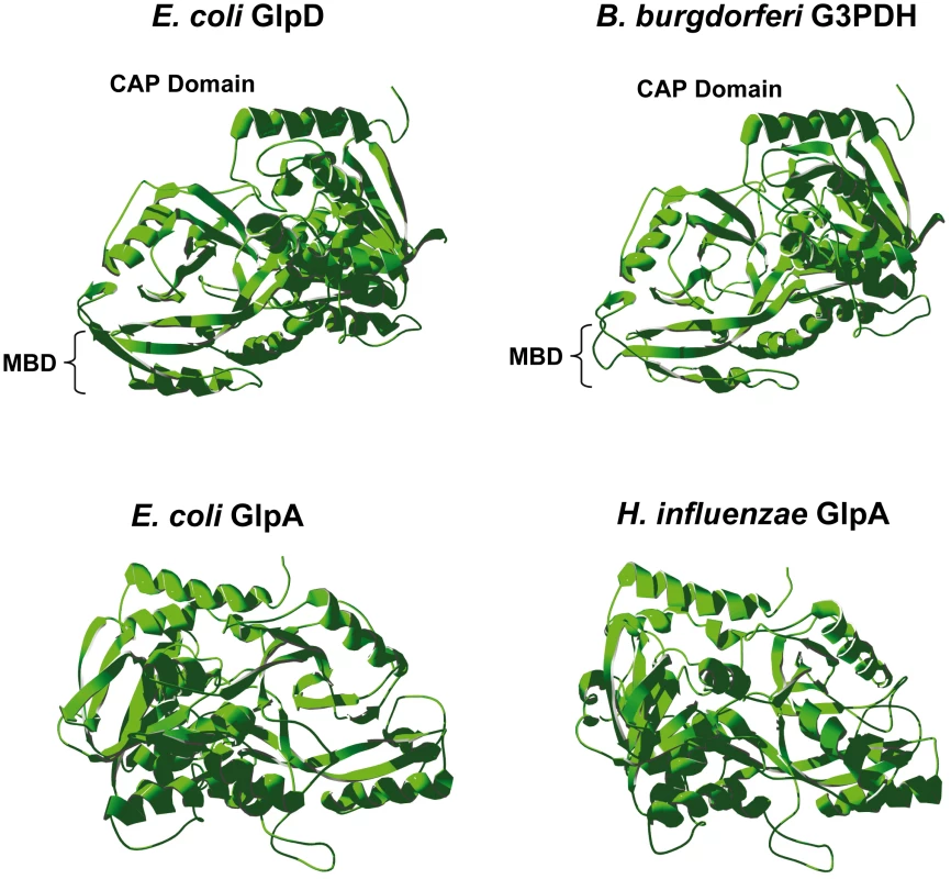 Predicted tertiary structure of <i>B. burgdorferi</i> G3PDH.