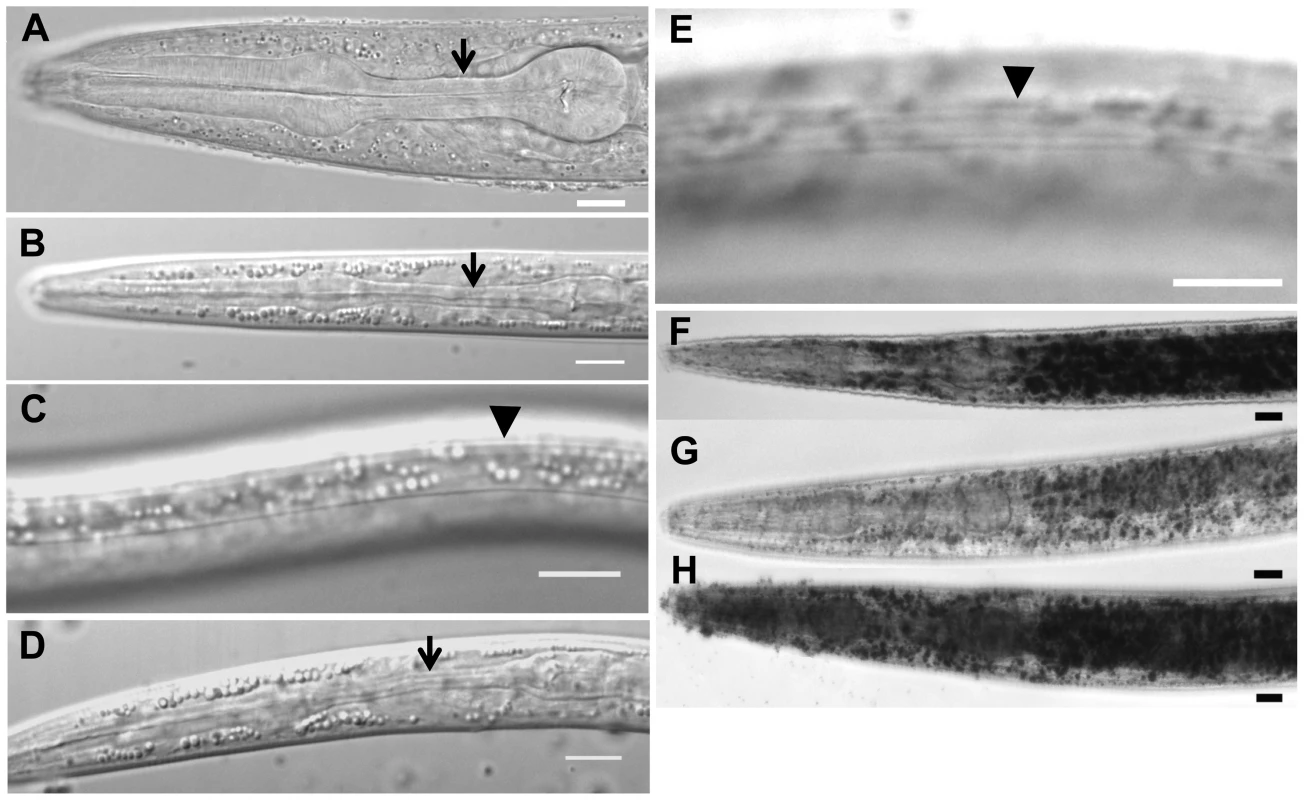 Characteristics of <i>daf-31</i> mutant dauer larvae.