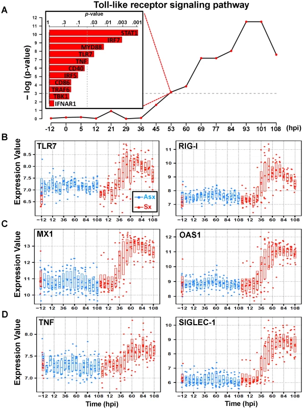 Similar expression dynamics of TLR7-pathway effector genes in cluster 3.