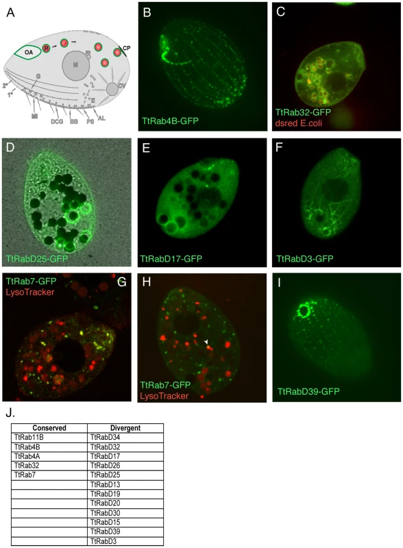 Rabs associated with phagocytosis.