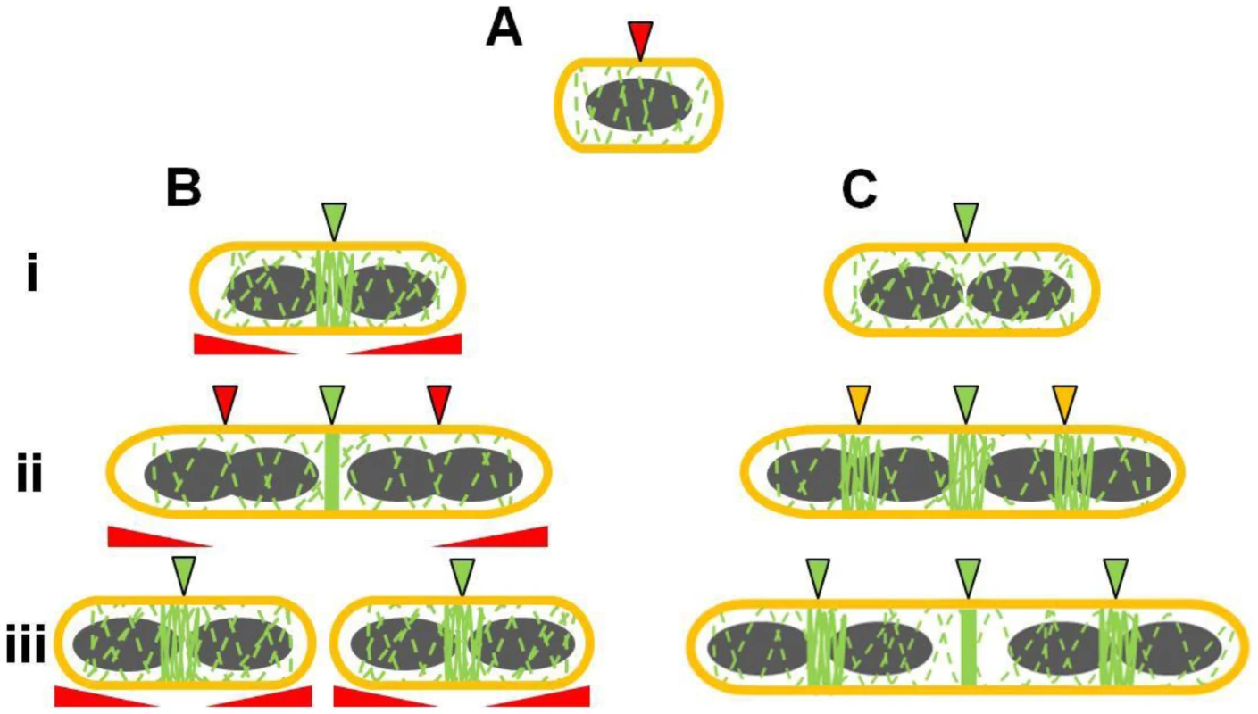 Model for the role of Noc and Min in ensuring efficient utilization of the division site in <i>B. subtilis</i>.