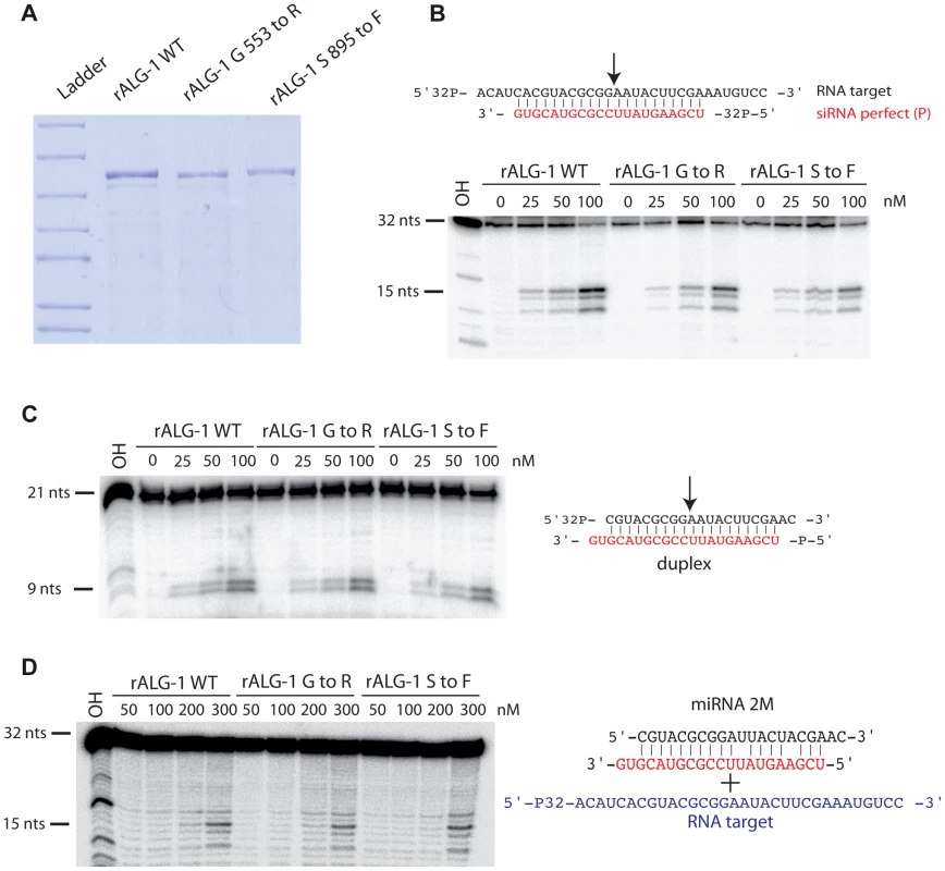 Purified recombinant ALG-1(anti) retain the slicing ability similar to the wild type ALG-1.