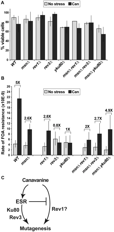 A sub-lethal canavanine concentration induced mutagenesis in culture that involves Msn2-Msn4, Rev1, Rev3 and Ku.