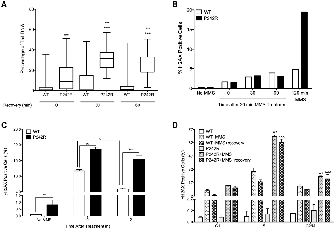 Accumulation of BER intermediates in MCF10A cells expressing P242R Pol β.