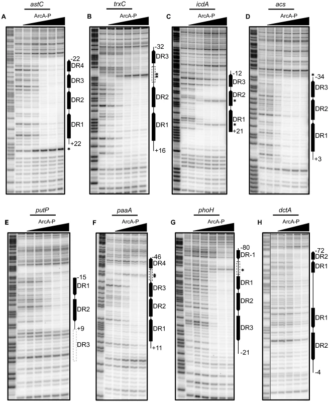 Analysis of predicted multiple DR elements by DNase I footprinting.