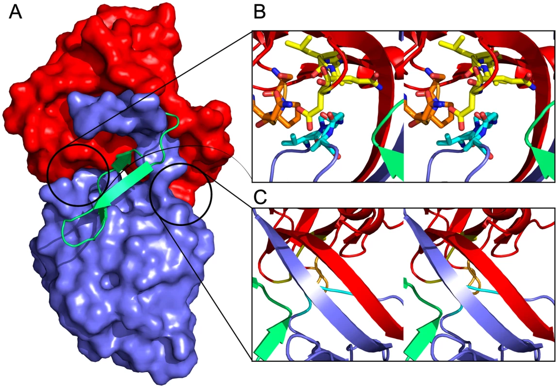 Domain interactions within LlpA<sub>BW</sub>.