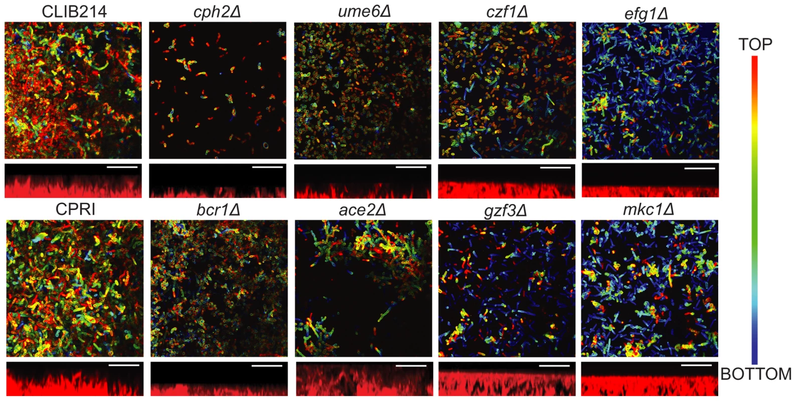 Deleting regulators alters biofilm structure of <i>C. parapsilosis</i>.