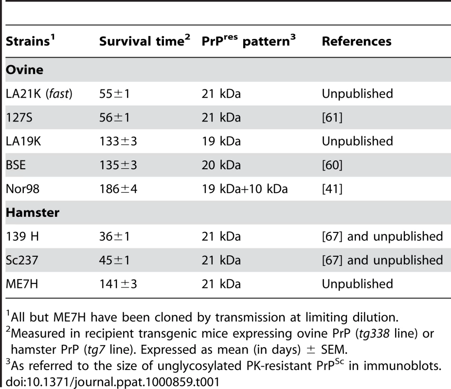 Phenotypic traits of the ovine and hamster prion strains used in the study.