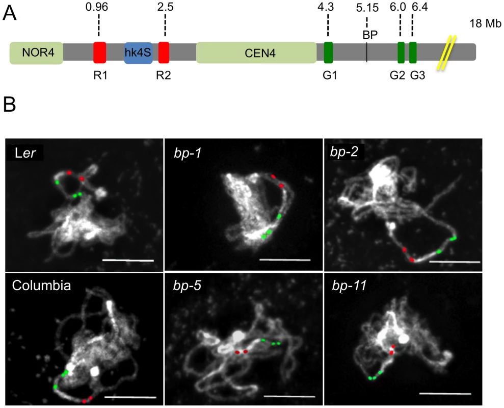 Chromosomal landscapes for Columbia, Landsberg <i>erecta</i>, and the <i>bp</i> alleles reveal ecotype specific and allele specific differences.