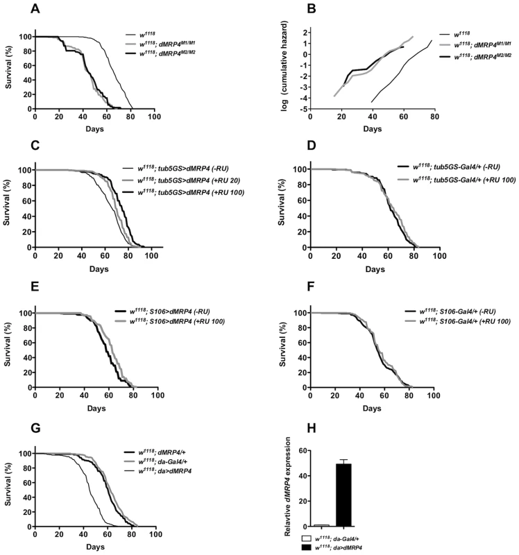 <i>dMRP4</i> affects lifespan.