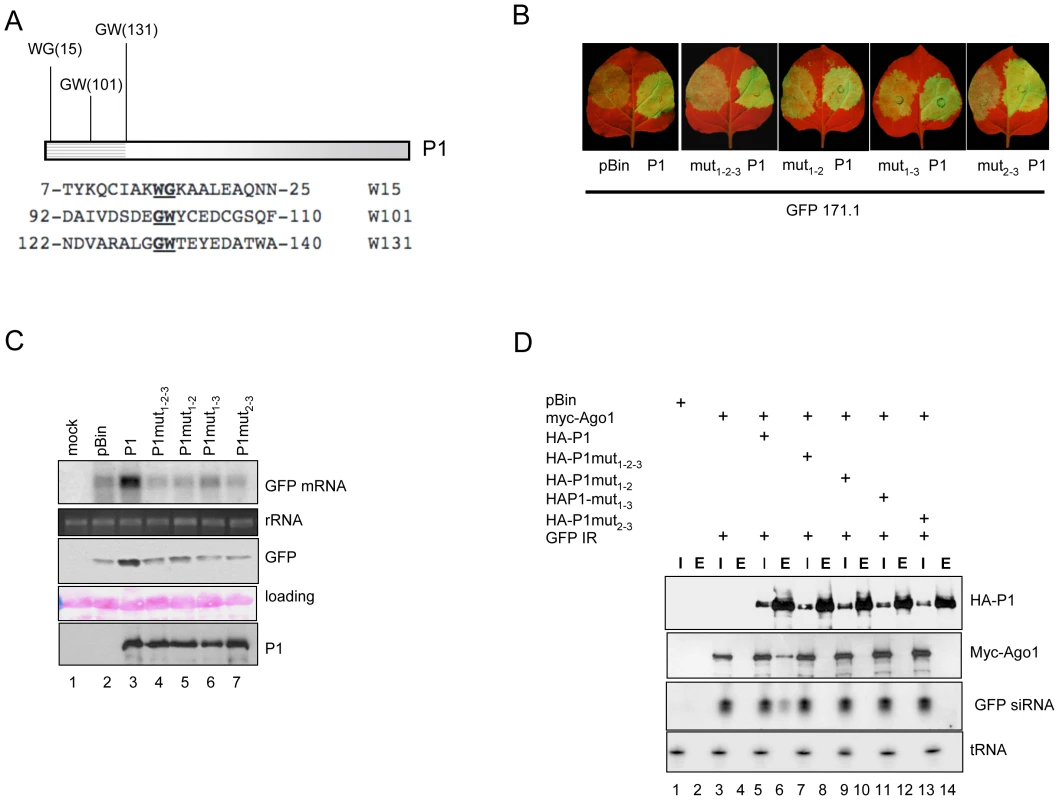 Three WG/GW motifs in the N-terminal part of SPMMV P1 are essential for silencing suppressor activity and AGO1 binding.
