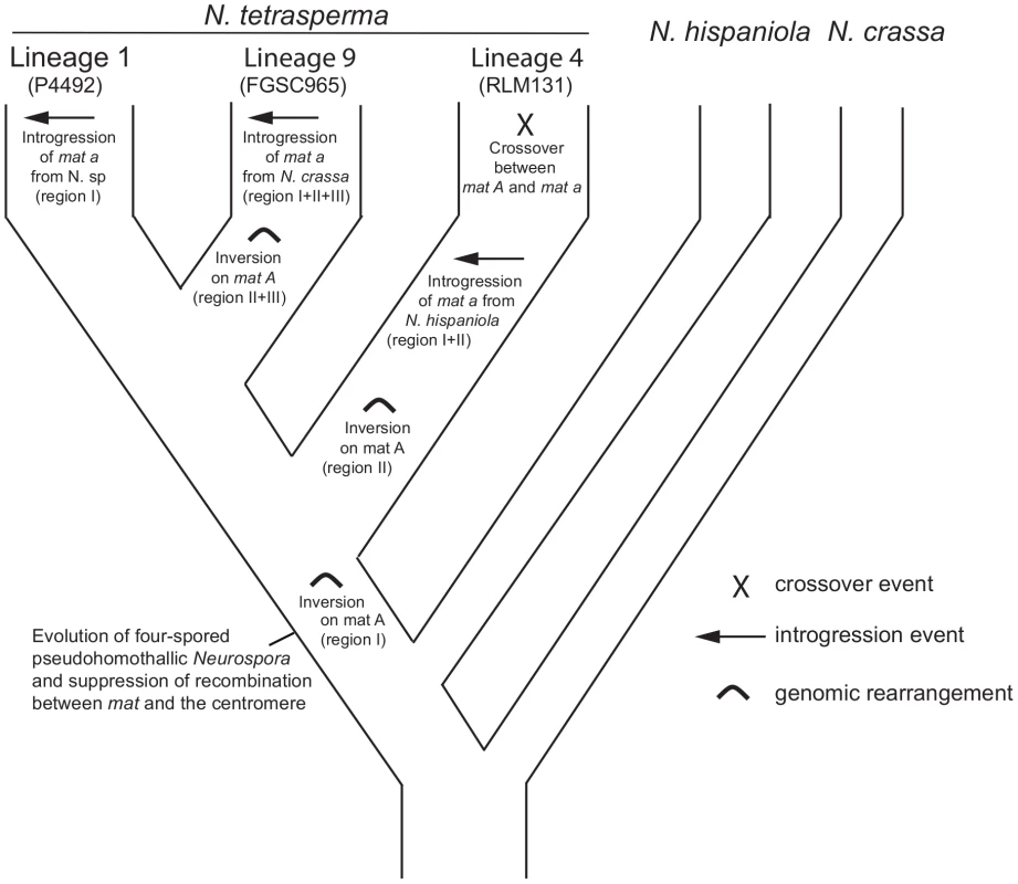 A possible scenario explaining the evolution of the mating-type (<i>mat</i>) chromosomes in lineages of <i>N. tetrasperma</i>.