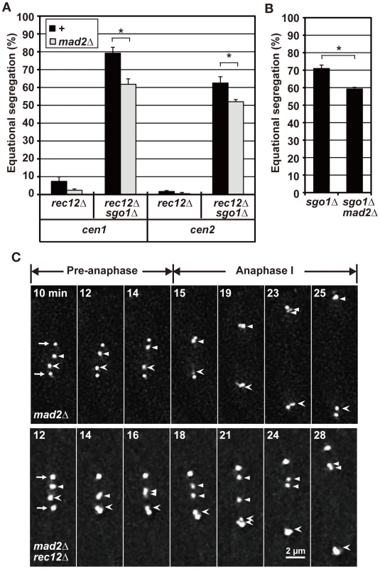 A role for the SAC factor, Mad2, in chromosome segregation during meiosis I.