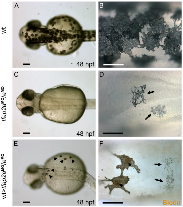 Tfap2a/e activity in melanophore differentiation appears to be cell-autonomous.
