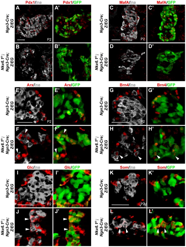 Loss of <i>Nkx6.1</i> in endocrine precursors results in activation of non-beta endocrine genes.