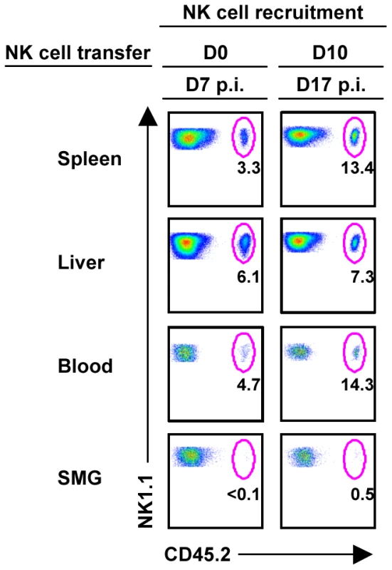 NK cells from the periphery are not recruited to the SMG during MCMV infection.