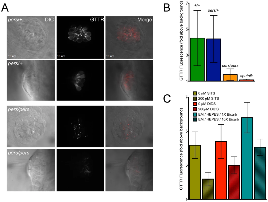 <i>persephone</i>, SLC4 inhibitors, and high bicarbonate all reduce gentamicin uptake.