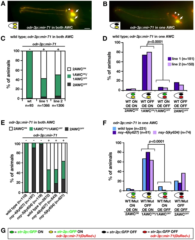 <i>mir-71</i> acts cell-autonomously to promote AWC<sup>ON</sup>.