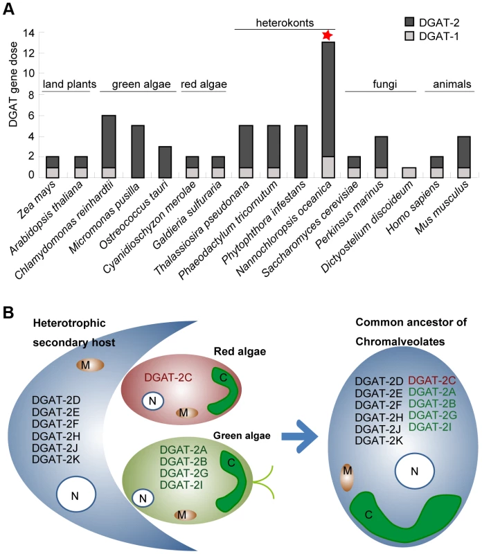 Divergent phylogenetic origins of <i>Nannochloropsis DGAT-2</i> genes.