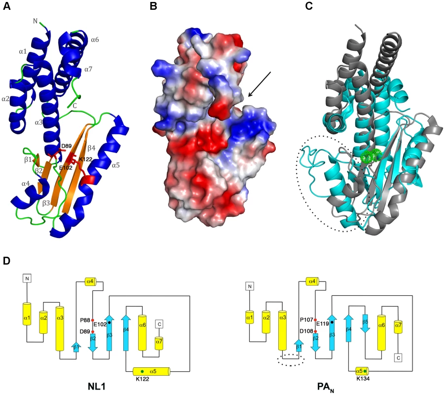 NL1 structure and comparisons with the influenza PA<sub>N</sub> structure.