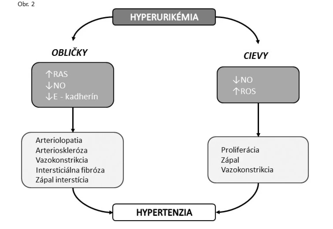 Predpokladaný mechanizmus, ktorým hyperurikémia indukuje hypertenziu.
Intracelulárne kyselina močová indukuje oxidačný stres aktiváciou renín-angiotenzínového systému (RAS) a inhibíciou syntézy NO a mikrozápal, ktoré vyvolávajú systémovú a renálnu vazokonstrikciu, proliferáciu hladkých svalových buniek a vývin na soľ rezistentnej hypertenzie. Zníženie syntézy a zvýšenie degradácie E-kadherínu prispieva k indukcii intersticiálnej fibrózy. Poškodenie renálnych arteriol prehlbuje renálnu ischémiu a vedie k vývinu na soľ citlivej formy hypertenzie [38, 40–43, 45, 47].