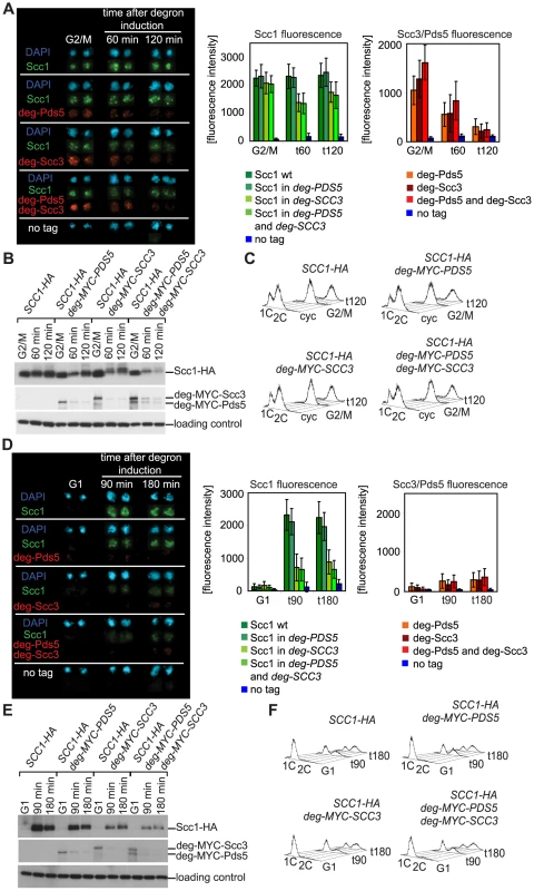 Depletion of Scc3 and Pds5 with a “conventional” temperature-sensitive degron.