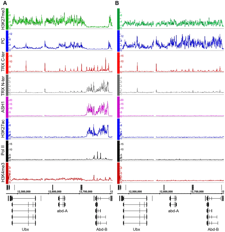 The <i>Abd-B</i> gene is repressed in BG3 cells and active in Sg4 cells.