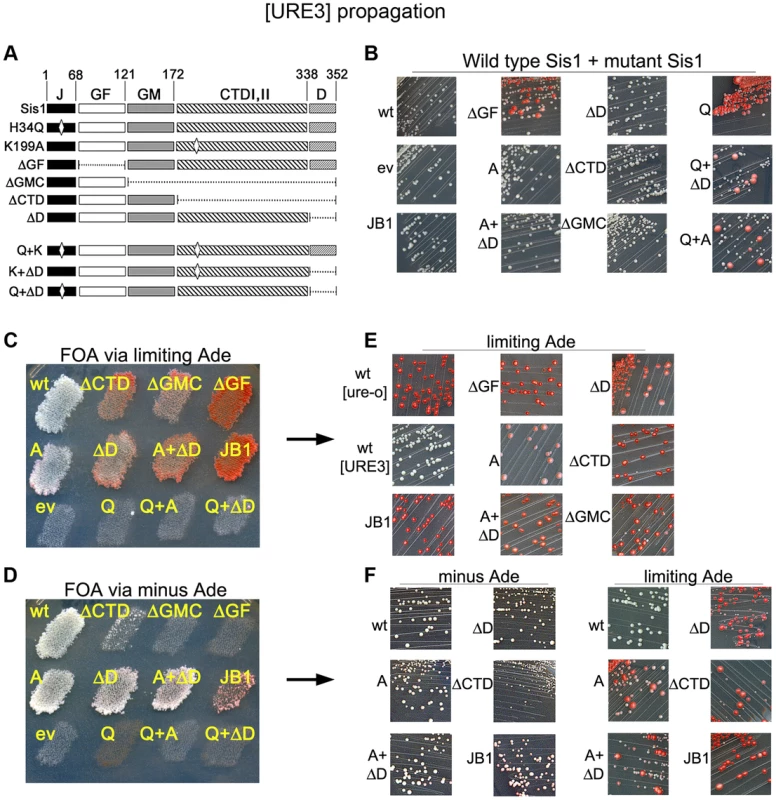 Sis1 activities are important for [URE3] propagation.