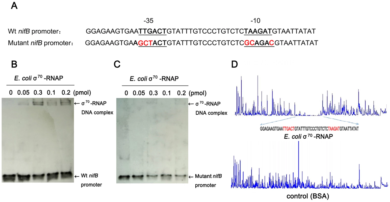 <i>E. coli</i> σ<sup>70</sup>-RNAP binds preferentially to the −35 region and −10 region of the <i>nifB</i> promoter of <i>Paenibacillus</i> sp. WLY78.
