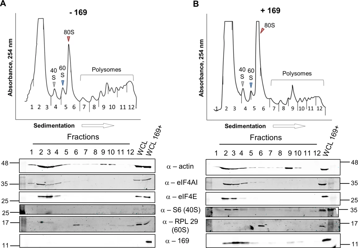 Protein 169 increases 80S monosomes and decreases polysomes.