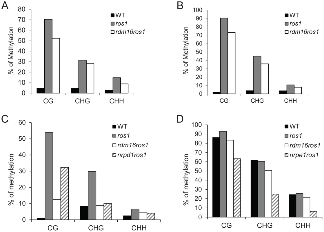 Cytosine DNA methylation analysis of transgenic and endogenous loci in WT, <i>ros1</i>, <i>rdm16ros1</i>, <i>nrpd1ros1</i> and <i>nrpe1ros1</i> through bisulfite sequencing.