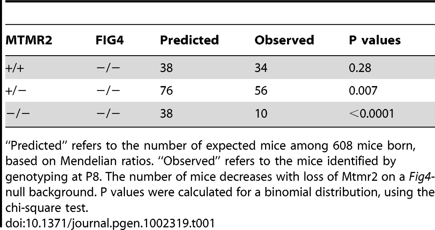 Number of mice with <i>Mtmr2</i>+/+<i>Fig4</i>−/−, <i>Mtmr2</i>+/−<i>Fig4</i>, and <i>Mtmr2</i>−/−<i>Fig4</i>−/− genotypes scored at P8 on a total of 608 mice.