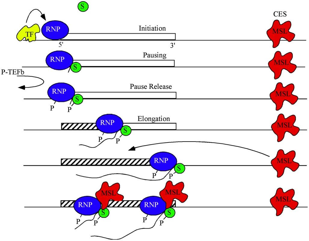 A model for dosage compensation.