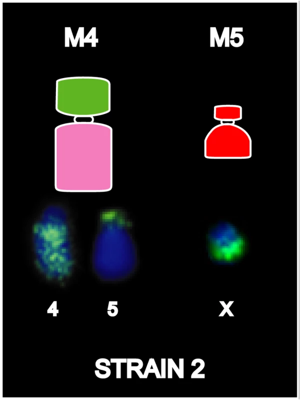 Chromosome painting results unique to DFTD strain 2.