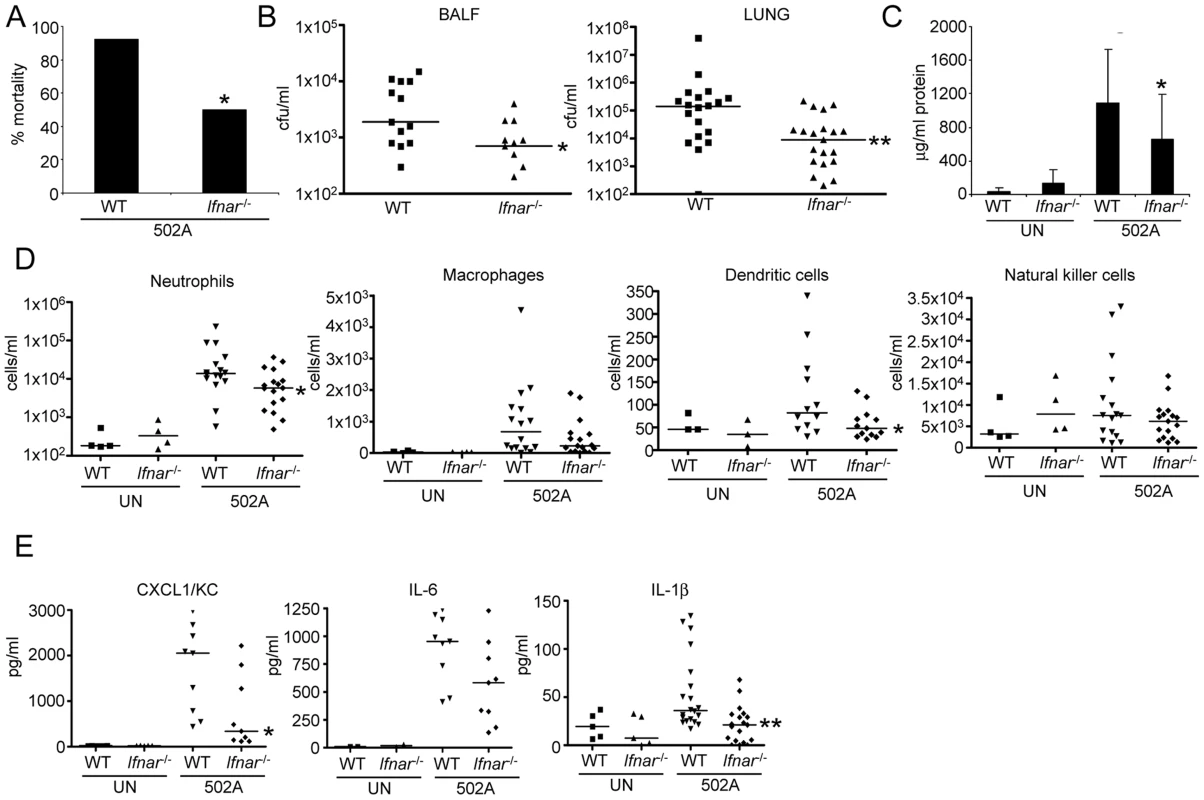 Type I IFN signaling contributes to in vivo virulence of 502A.