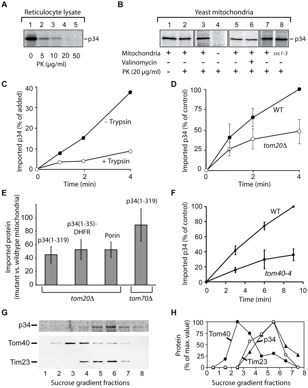 Import of p34 into isolated yeast mitochondria.