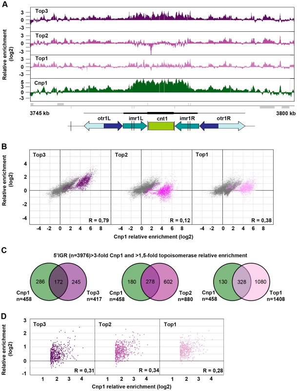 Top3 and CENP-A<sup>Cnp1</sup> occupancies are positively correlated.