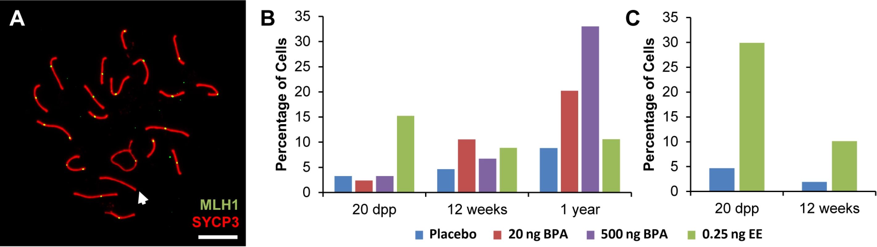 Analysis of pachytene cells from CD-1 and C3H males.