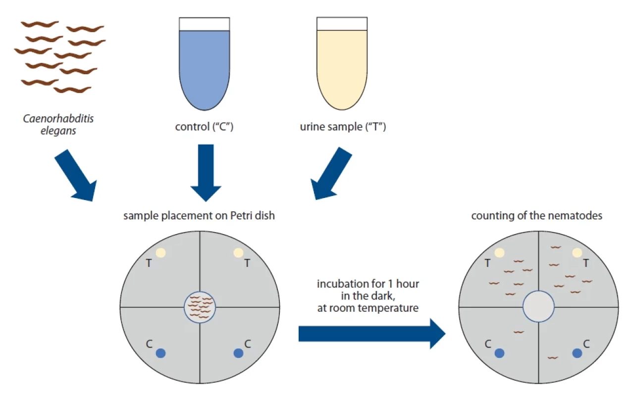 An overview of a common scheme for chemotaxis assays using Caenorhabditis elegans.