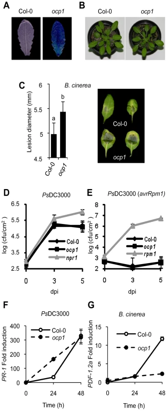 Characterization of <i>ocp1</i> plants.