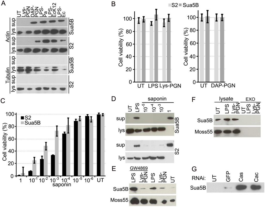 Actin is secreted into the cell culture supernatant fraction upon immune challenge via an exosome independent mechanism that is regulated by immune pathways.