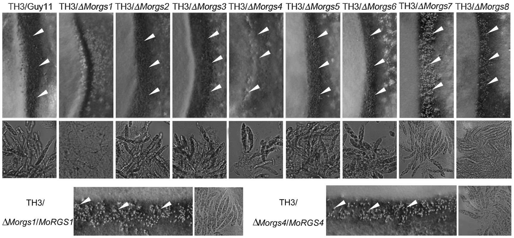 MoRgs1 and MoRgs4 are involved in sexual reproduction in <i>M. oryzae</i>.