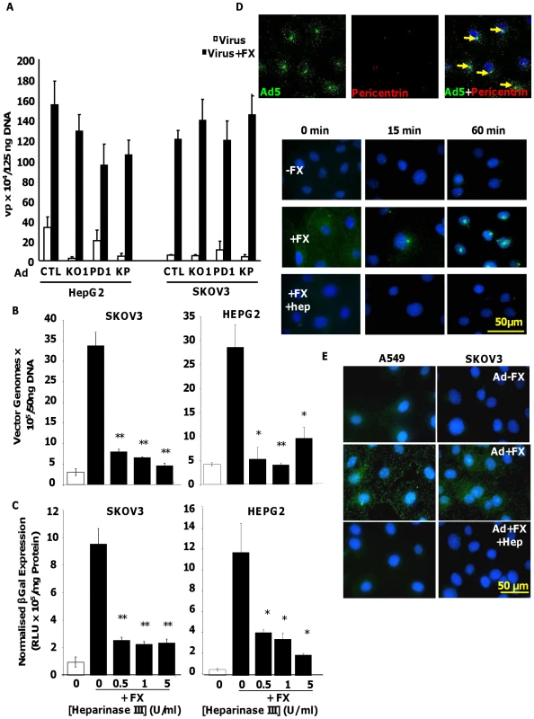 Importance of HS sidechains during Ad5 binding, cell entry, cytosolic transport and transduction <i>in vitro</i>.